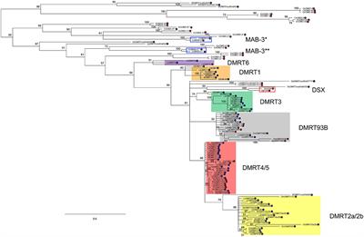 DMRT Transcription Factors in the Control of Nervous System Sexual Differentiation